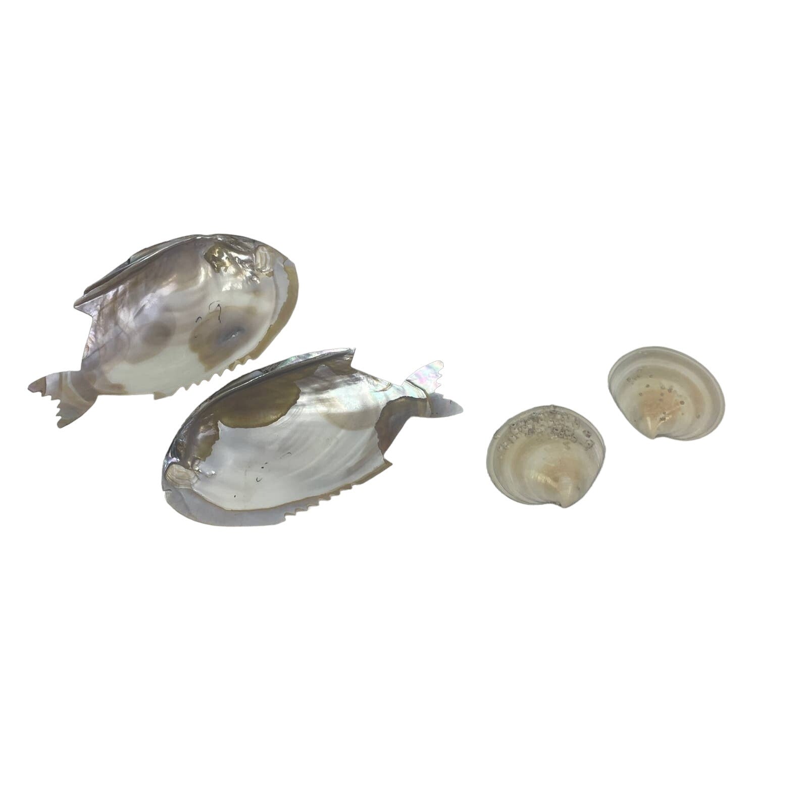 Hand Carved Iridescent Tropical Fish Shaped Clam Shells & Bonus Barnacle Shells